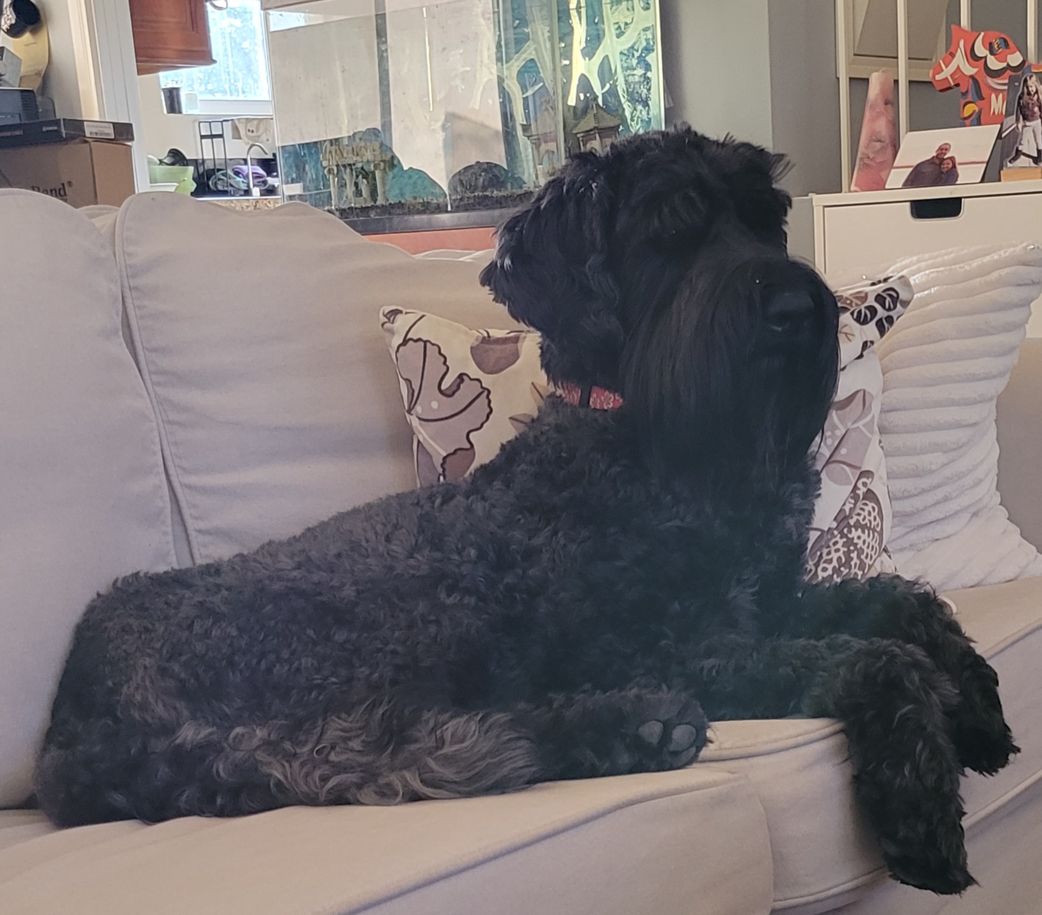 Bear, F1 Giant Schnoodle
